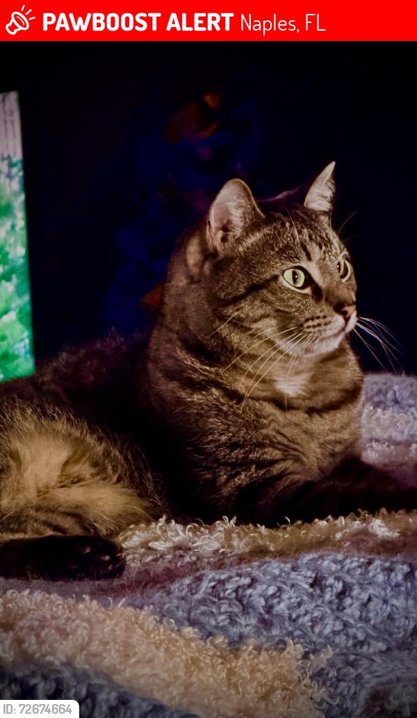 Lost Male Cat last seen Martin & Carolina , Naples, FL 34113