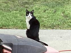 Found/Stray Unknown Cat last seen Across from Rodriguez Adobe. , San Luis Obispo, CA 93401