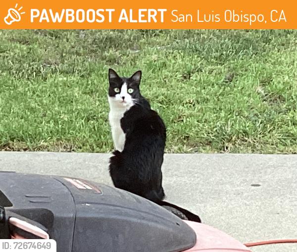 Found/Stray Unknown Cat last seen Across from Rodriguez Adobe. , San Luis Obispo, CA 93401
