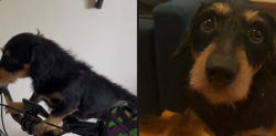 Lost Female Dog last seen Coles Earlwood, Earlwood, NSW 2206