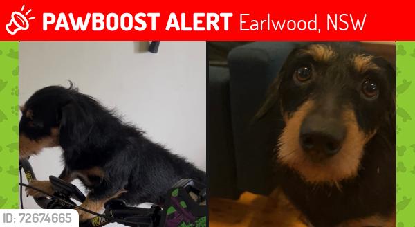 Lost Female Dog last seen Coles Earlwood, Earlwood, NSW 2206