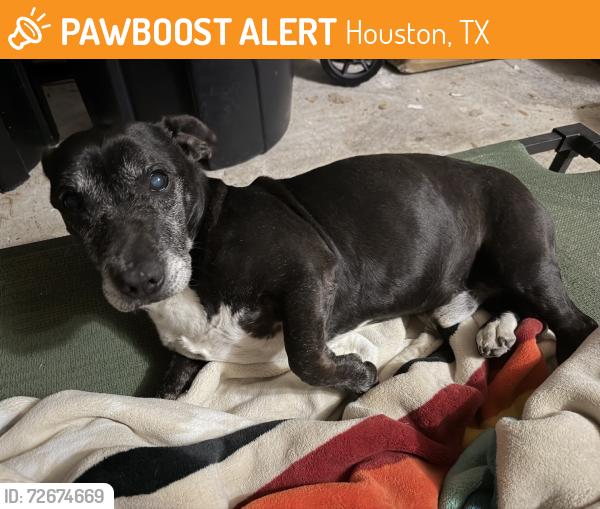 Found/Stray Male Dog last seen Suburbs, Houston, TX 77040