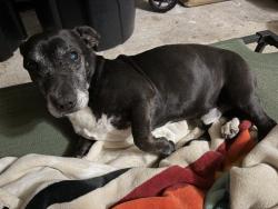 Found/Stray Male Dog last seen Suburbs, Houston, TX 77040