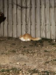 Found/Stray Unknown Cat last seen Andover apmts, Omaha, NE 68138