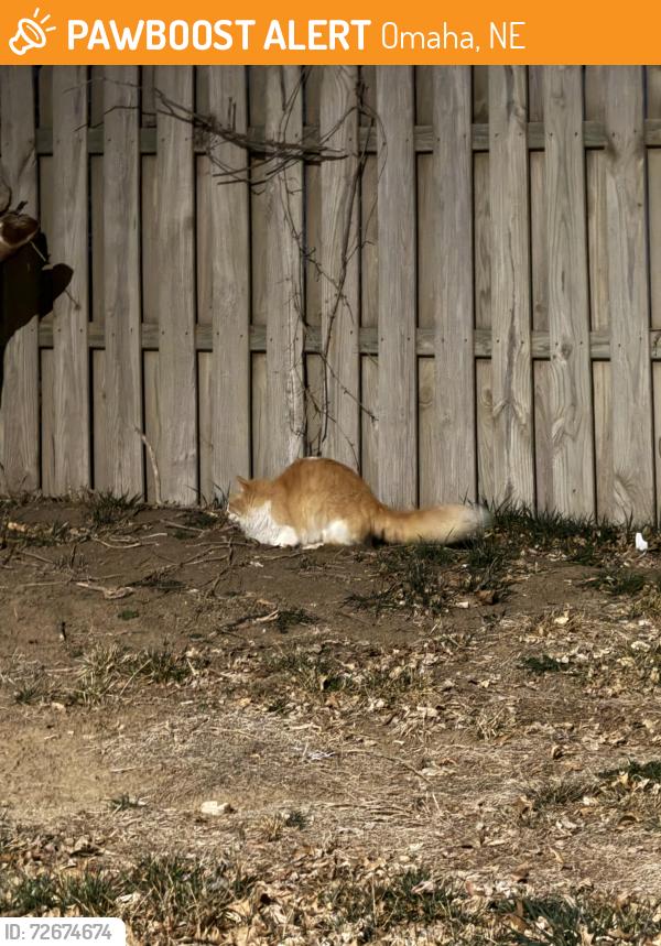 Found/Stray Unknown Cat last seen Andover apmts, Omaha, NE 68138