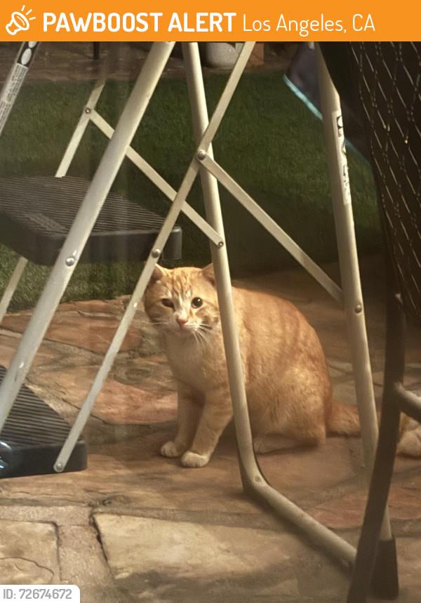 Found/Stray Unknown Cat last seen 243rd and Senator Ave, Los Angeles, CA 90710