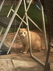 Found/Stray Unknown Cat last seen 243rd and Senator Ave, Los Angeles, CA 90710