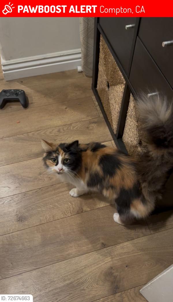 Lost Female Cat last seen Compton blvd , Compton, CA 90221