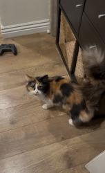 Lost Female Cat last seen Compton blvd , Compton, CA 90221