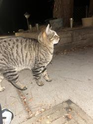 Found/Stray Male Cat last seen South Hill and Costilla, Littleton , Littleton, CO 80120