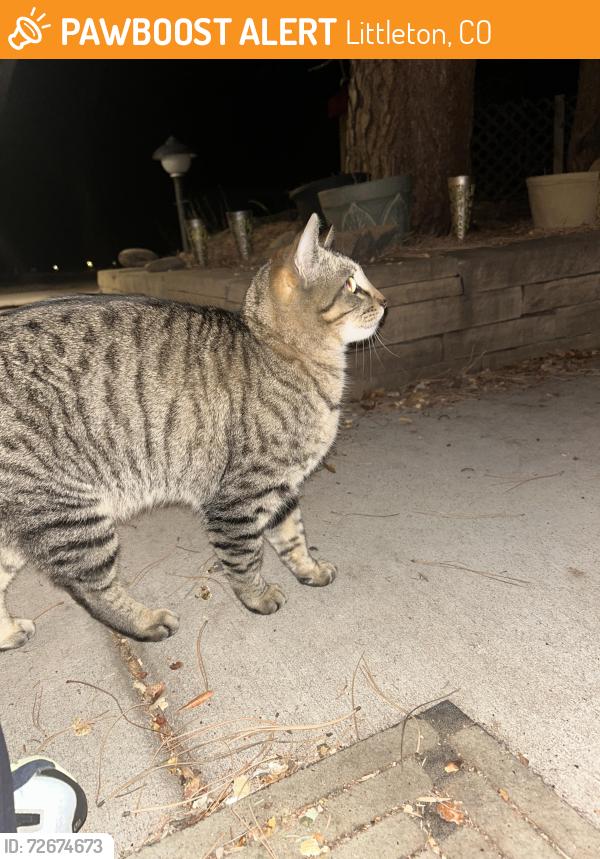 Found/Stray Male Cat last seen South Hill and Costilla, Littleton , Littleton, CO 80120