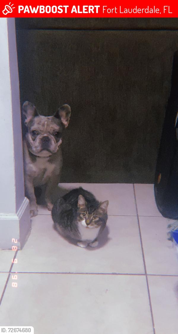 Lost Male Dog last seen Near ter sistruck, Fort Lauderdale, FL 33301