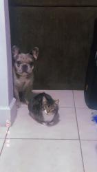 Lost Male Dog last seen Near ter sistruck, Fort Lauderdale, FL 33301