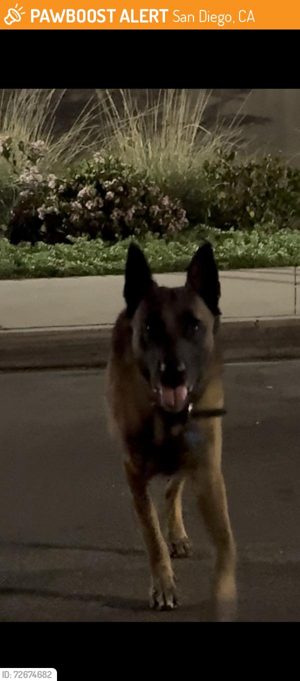 Found/Stray Male Dog last seen Goodwill, San Diego, CA 92154