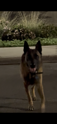 Found/Stray Male Dog last seen Goodwill, San Diego, CA 92154