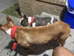 Lost Male Dog last seen Hollow tree, Houston, TX 77090