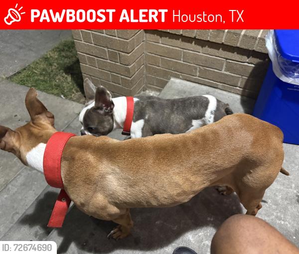 Lost Male Dog last seen Hollow tree, Houston, TX 77090
