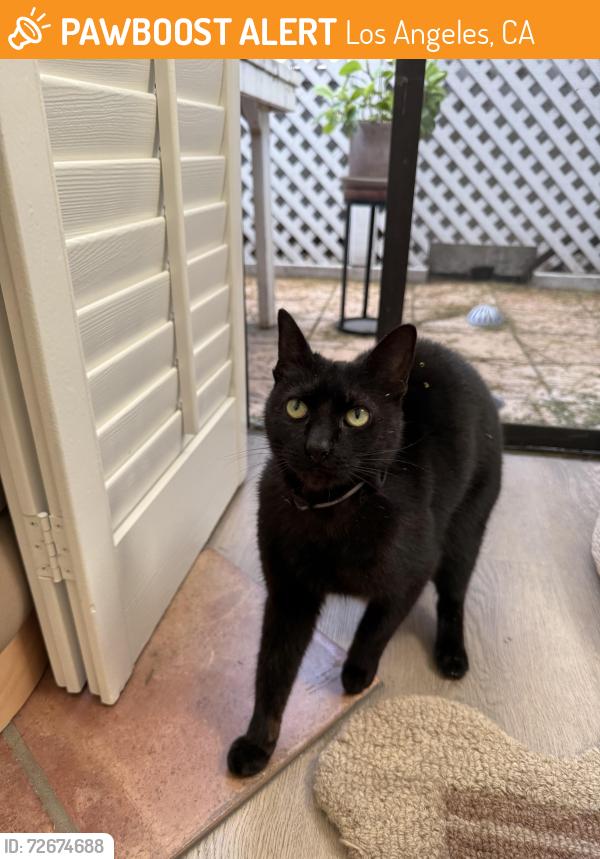 Found/Stray Female Cat last seen Missouri Ave and Federal, Los Angeles, CA 90025