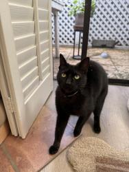 Found/Stray Female Cat last seen Missouri Ave and Federal, Los Angeles, CA 90025