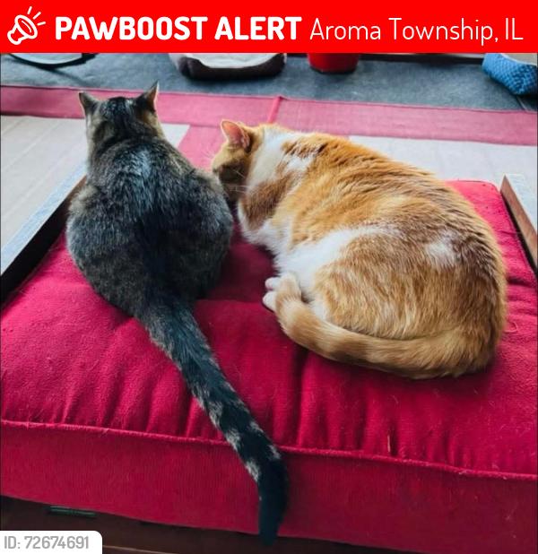 Lost Female Cat last seen Near s sandbar rd , Aroma Township, IL 60910