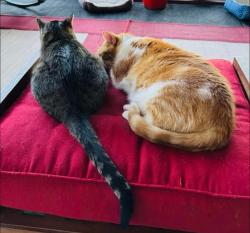 Lost Female Cat last seen Near s sandbar rd , Aroma Township, IL 60910