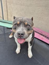 Lost Male Dog last seen 75th Ave and Orangewood , Glendale, AZ 85303