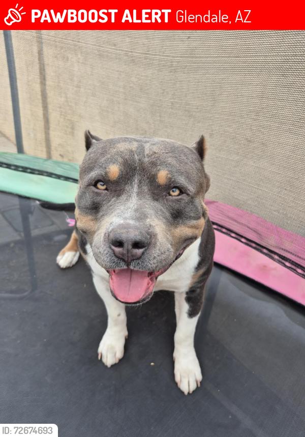 Lost Male Dog last seen 75th Ave and Orangewood , Glendale, AZ 85303