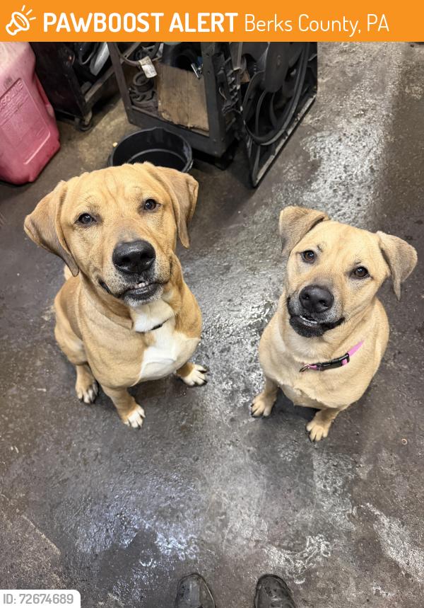 Found/Stray Male Dog last seen weisstown road, boyertown,pa, Berks County, PA 19512
