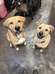 Found/Stray Male Dog last seen weisstown road, boyertown,pa, Berks County, PA 19512