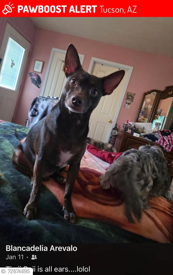 Lost Male Dog last seen Oaktree and Chardonnay , Tucson, AZ 85746