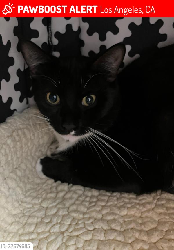 Lost Male Cat last seen On Roseview between Cliff and Isabel, Los Angeles, CA 90065
