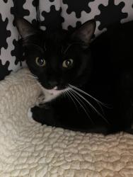 Lost Male Cat last seen On Roseview between Cliff and Isabel, Los Angeles, CA 90065