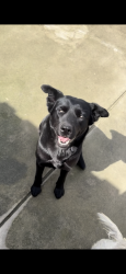 Lost Female Dog last seen Around Ming Ave/Valley Plaza mall., Bakersfield, CA 93304
