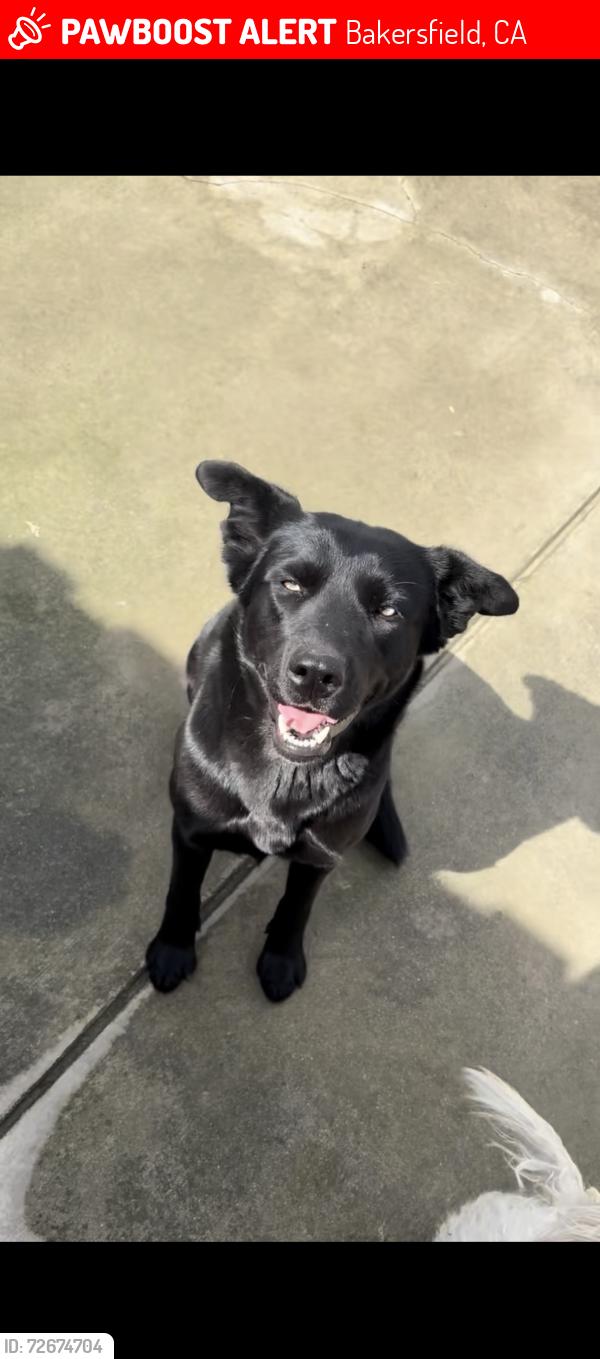 Lost Female Dog last seen Around Ming Ave/Valley Plaza mall., Bakersfield, CA 93304