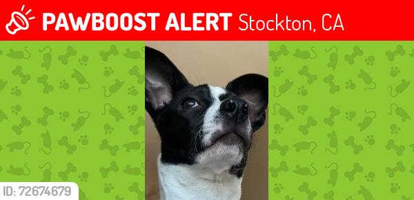 Lost Female Dog last seen 10th st in Stockton CA , Stockton, CA 95206