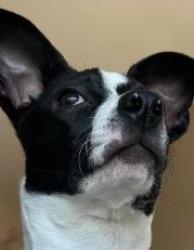 Lost Female Dog last seen 10th st in Stockton CA , Stockton, CA 95206