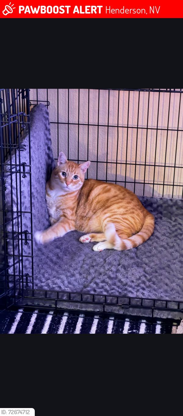 Lost Male Cat last seen Seven hills naples, Henderson, NV 89052