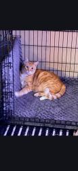 Lost Male Cat last seen Seven hills naples, Henderson, NV 89052