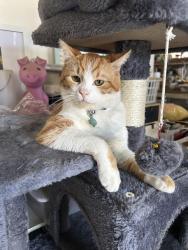 Lost Male Cat last seen live oak avenue & temple city blvd., Temple City, CA 91780