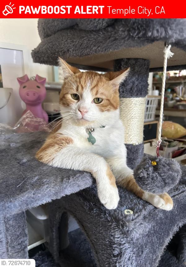 Lost Male Cat last seen live oak avenue & temple city blvd., Temple City, CA 91780