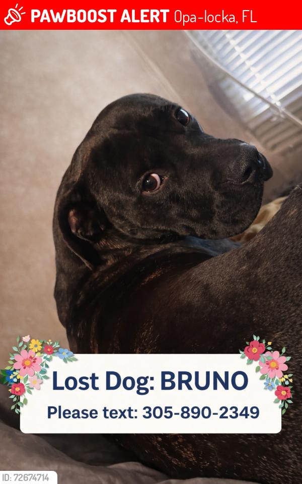 Lost Male Dog last seen Near nw 22 ave opa locka , Opa-locka, FL 33054