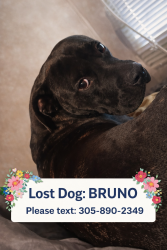 Lost Male Dog last seen Near nw 22 ave opa locka , Opa-locka, FL 33054