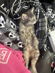 Lost Male Cat last seen 40th and 1st ave, San Bernardino, CA 92405