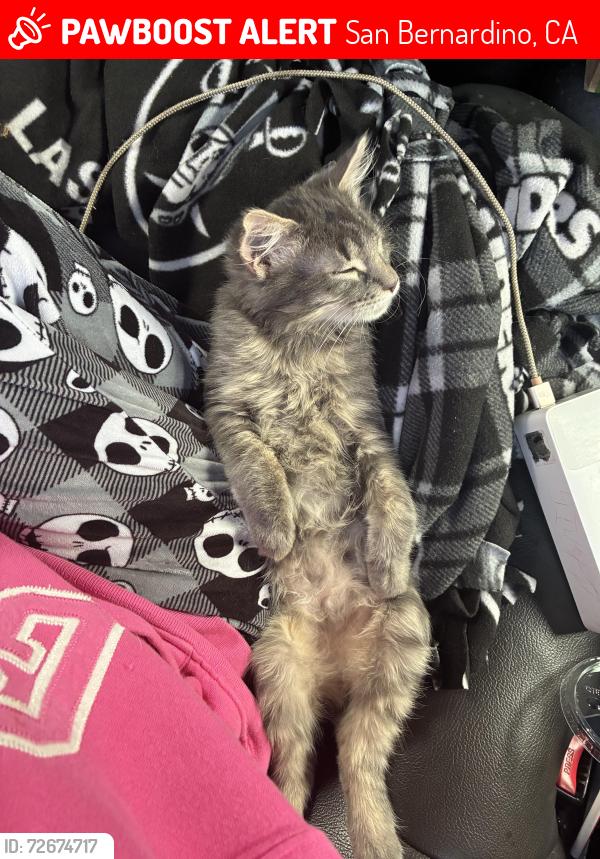 Lost Male Cat last seen 40th and 1st ave, San Bernardino, CA 92405