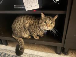 Lost Male Cat last seen Towne square apmt s, Galveston and Metro,, Chandler, AZ 85226