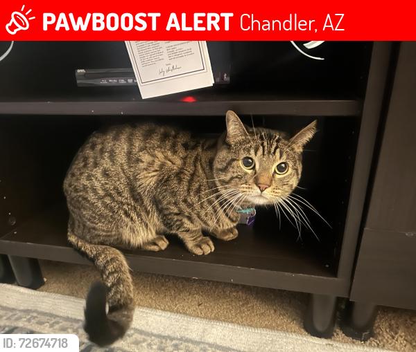 Lost Male Cat last seen Towne square apmt s, Galveston and Metro,, Chandler, AZ 85226