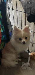 Lost Female Dog last seen 21st st and Lisa Ann ave Harlingen Texas , Harlingen, TX 78550