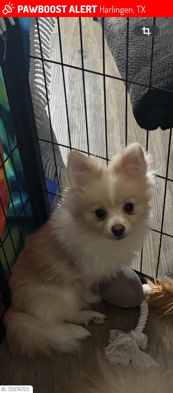 Lost Female Dog last seen 21st st and Lisa Ann ave Harlingen Texas , Harlingen, TX 78550