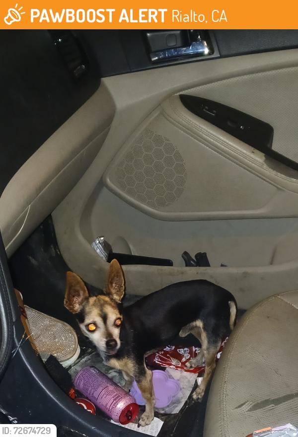 Found/Stray Male Dog last seen Rialto, Rialto, CA 92376