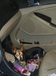 Found/Stray Male Dog last seen Rialto, Rialto, CA 92376